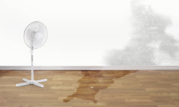 Best Carpet water damage restoration  in Clintondale, NY